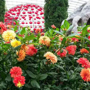 Dahlia Dreams Florals