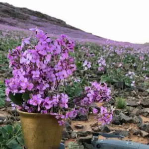 Desert Blooms' Arid Beauty