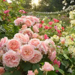 The Rose Garden's Timeless Elegance