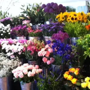 Lavender's Sweet Scents
