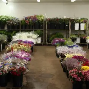 Sustainable Stems Floral Studio