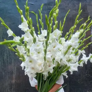 Al Barsha Floral Gallery