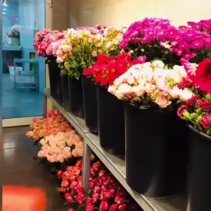 Gardenia Luxe Florals