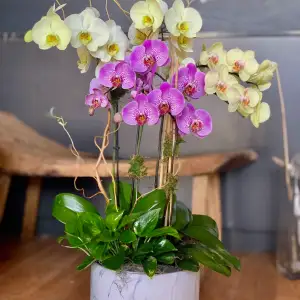 Orchid & Ivy
